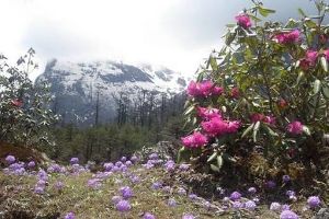 Shingba Rhododendron Sanctuary